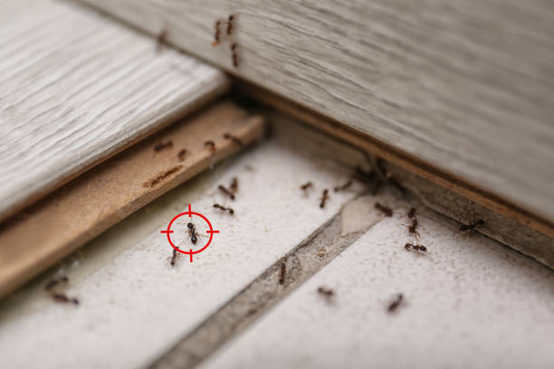 Best Insect Control  in Morn, GA