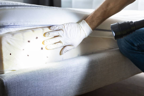 Best Pest Control for Homes  in Morn, GA