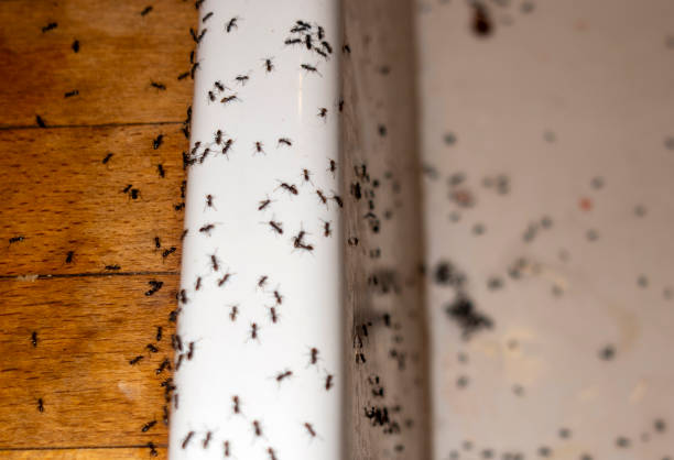 Best Pest Control Near Me in Morgan, GA