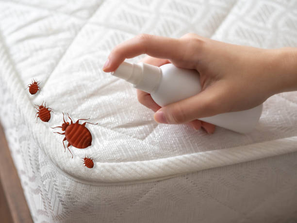 Best Mosquito Control Services  in Morn, GA